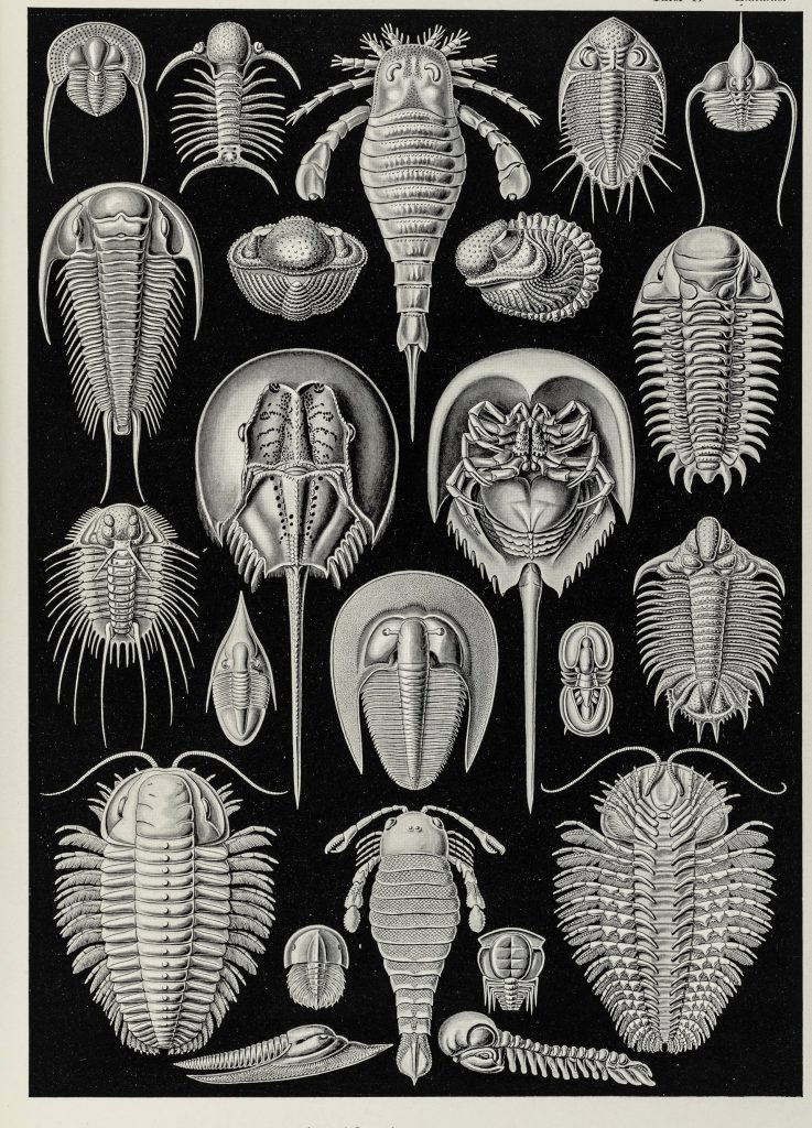 Aspidonia© Ernst Haeckel, Kunstformen der Natur, Leipzig 1899-1904. Collectie Teylers Museum.